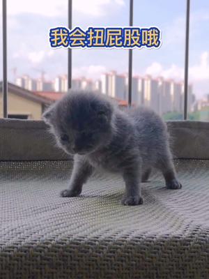 抖音果冻是只可爱猫